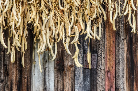 Drying Sheaves with Beans on a Wooden Shed Wall