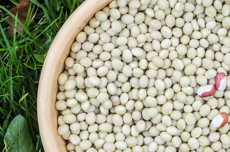 Background of Fresh White Kidney Beans.の写真素材