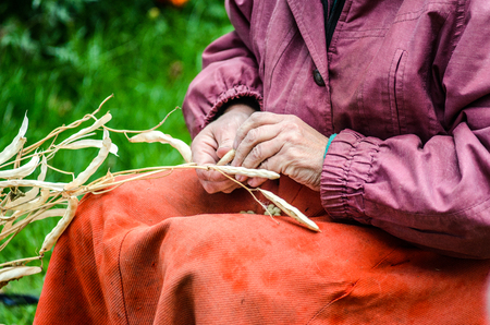 Hands of Aged Woman Takes Out a Kidney Beans. Hands of an Elderly Woman in Agricultural Work. Private Plant Growing Conceptの写真素材
