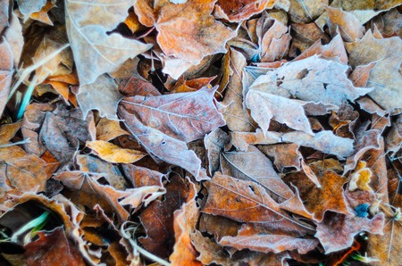 Morning frost on dry leaf leaves. Weather conditions. Abstract backgroundの写真素材