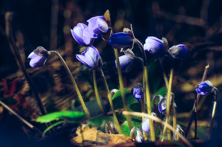 Hepatica Nobilis Flowers in a Natural Environment in the Forest in Early Spring. Macro Shot of Blue...
