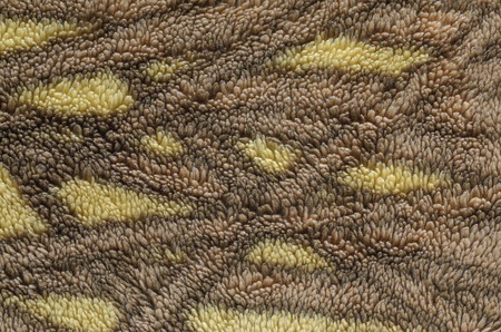 Faux fur background close-up. Artificial fur with short pile blank backgroundの写真素材