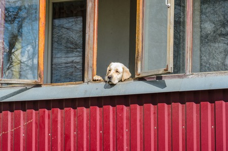 Dog Labrador Looking Out the Open Window. The Dog is Bored and Waiting for its Owner Looking out the Windowの写真素材