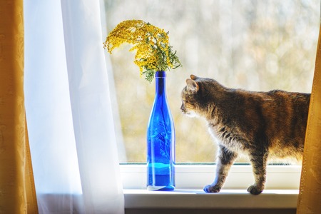 House Cat on the Window Sill Near Bouquet with Mimosa in a Blue Glass Bottleの写真素材