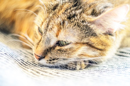 Tired cat lies with narrowed eyes. Peace of mindの写真素材