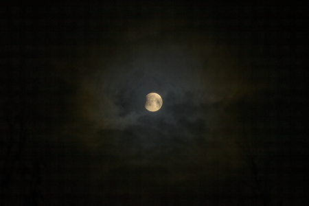 Moon eclipse in full moon. Super blue bloody moon over tree silhouette on night sky background. The...