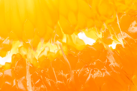Pomelo fruit macro photography. Peeled pomelo slice on a white background. Carpels with Juicy Vesiclesの写真素材