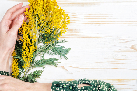 Top View of Mimosa Bouquet with Woman Hands on White Wood Table. Empty space for text. Layout Blank Backdrop for Advertisingの写真素材