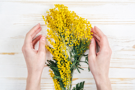 Top View of Mimosa Bouquet with Woman Hands on White Wood Table. Empty space for text. Layout Blank Backdrop for Advertisingの写真素材