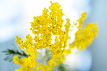 Mimosa Bouquet in a Blue Glass Bottle Abstract Blurry Shallow Depth of Field Background