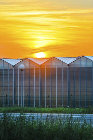 Large Industrial Greenhouse at Sunset. Gorgeous Sunset Red and Orange Sky Over the Building of Greenhouses Plant.の写真素材