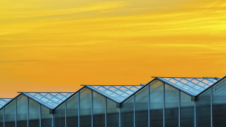 Large Industrial Greenhouse at Sunset. Gorgeous Sunset Red and Orange Sky Over the Building of Greenhouses Plant.の写真素材