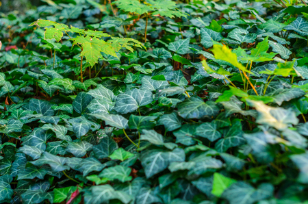 Ivy Texture Blank Background. Abstract Green Floral Backgroundの写真素材