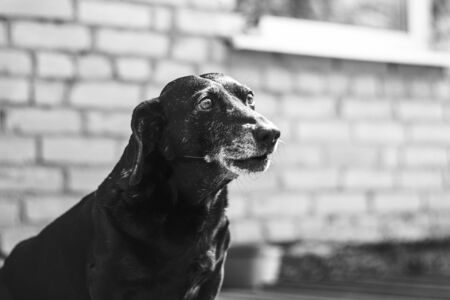 Portrait of an old tired black-haired dachshund dog in the backyard. Domestic dog with a gray muzzleの写真素材