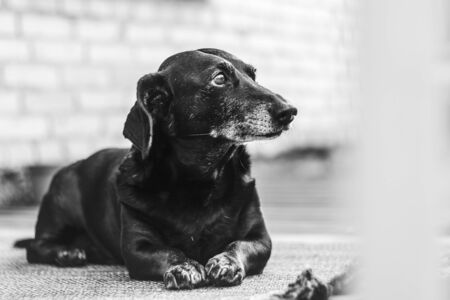 Portrait of an old tired black-haired dachshund dog in the backyard. Domestic dog with a gray muzzleの写真素材