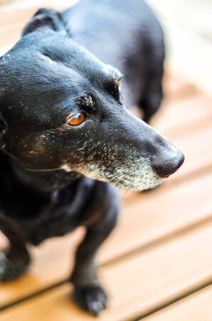 Portrait of an old tired black-haired dachshund dog in the backyard. Domestic dog with a gray muzzleの写真素材