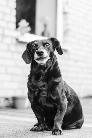 Portrait of an old tired black-haired dachshund dog in the backyard. Domestic dog with a gray muzzleの写真素材