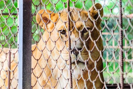 The Lion in Captivity in a Zoo Behind Bars. Leisure and Weekend Day at the Zoo. Walk Through the National Parkの写真素材
