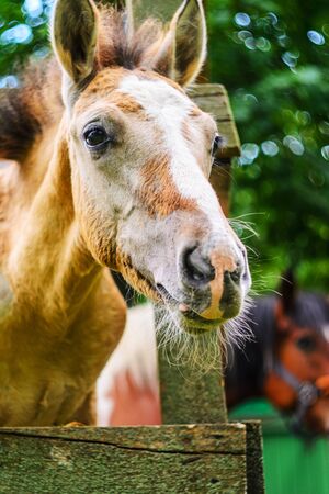 Horse with a Funny Muzzle in the Stall, Close Upの写真素材