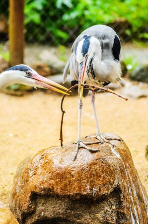 Two Grey Heron Ardea Cinerea in the Zoo. Talls and Long-Legged Predatory Birds. Blur backgroundの写真素材