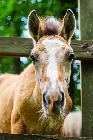 Horse with a Funny Muzzle in the Stall, Close Upの写真素材