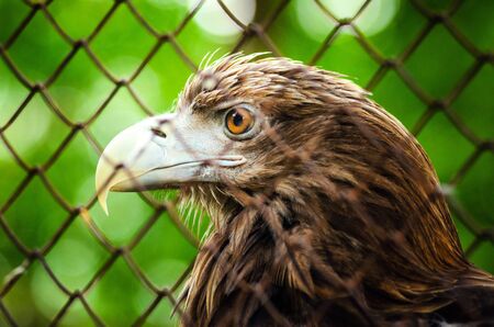 Brown Eagle in a Cage. Walk through the National Park. Summer Day, Zoo Animals, Close Up Eagle Headの写真素材