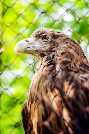Brown Eagle in a Cage. Walk through the National Park. Summer Day, Zoo Animals, Close Up Eagle Headの写真素材