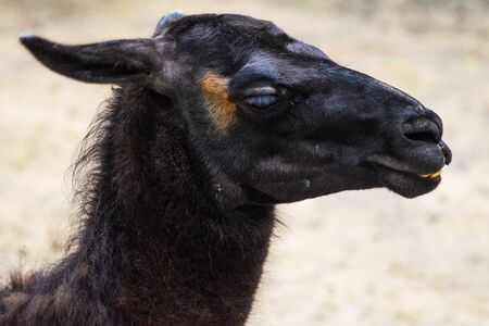 Cute Portrait of a Black Lama Close Up. Lama Glama. Mammalの写真素材