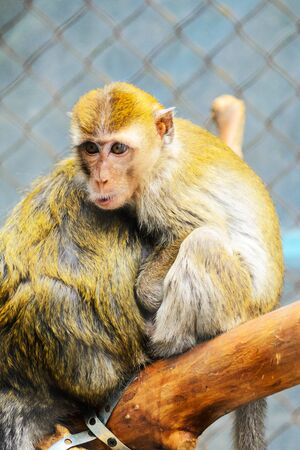 Close Up of Baby Monkey on Tree, Hiding Near the Mother's Breast. Mother Love Concept.の写真素材