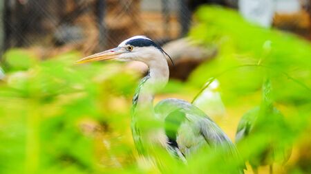 A Grey Heron Ardea Cinerea in the Wild. Tall and Long-Legged Predatory Bird. Blur backgroundの写真素材