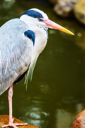 A Grey Heron Ardea Cinerea in the Wild. Tall and Long-Legged Predatory Bird. Blur backgroundの写真素材