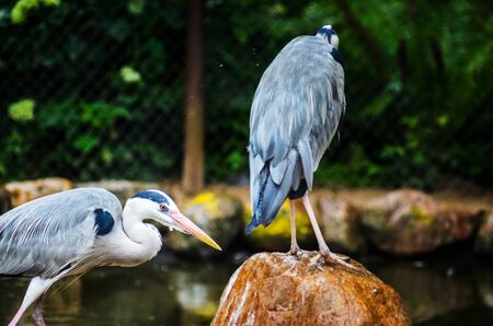 Two Grey Heron Ardea Cinerea in the Zoo. Talls and Long-Legged Predatory Birds. Blur Backgroundの写真素材