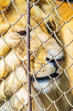 The Lion in Captivity in a Zoo Behind Bars. Leisure and Weekend Day at the Zoo. Walk through the National Parkの写真素材