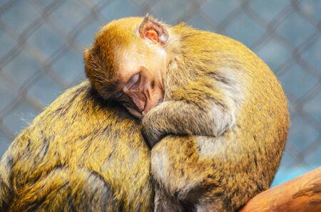 Close Up of a sleeping baby monkey on a tree, hiding near the mother's breast. Mother's love concept.の写真素材