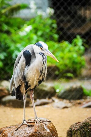 A Grey Heron Ardea Cinerea in the Zoo. Tall and Long-Legged Predatory Bird. Blur backgroundの写真素材