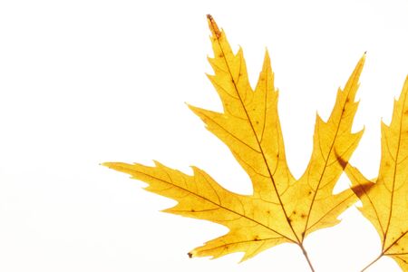 Yellow leafs on white background. Veins in the autumn leaf close-up