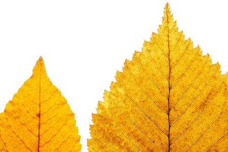 Yellow leafs on white background. Veins in the autumn leaf close-upの写真素材