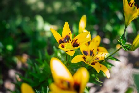 Yellow lily flower background in the garden. Floral backgroundの写真素材