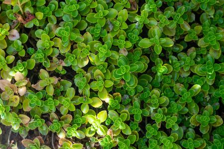 Green leaves floral background. Abstract nature background