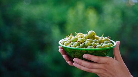Girl hands hold a colander with green only washed gooseberries. Green gooseberry fruit closeupの写真素材