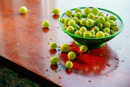 Heap of green wet washed gooseberry fruit in a colander on table. A scattering of large juicy berries on the tableの写真素材