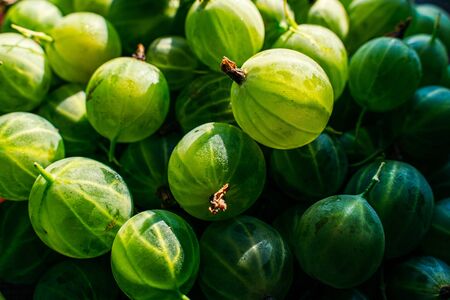 Green gooseberry fruit heap close-up