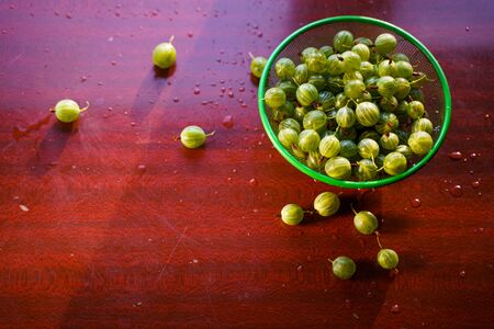 Heap of green washed gooseberry fruit in a colander on table top view. Copy spaceの写真素材