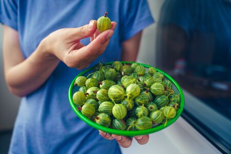 The girl is holding a colander in her hands with green only washed gooseberries. Green gooseberry fruit closeupの写真素材