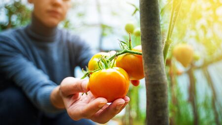 Woman caring for growing tomato fruits in a greenhouse