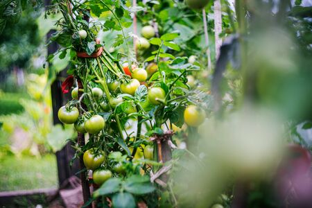 Tomatoes growing in a greenhouse. Vegetable growing concept
