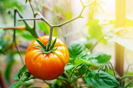 Tomatoes growing in a greenhouse. Vegetable growing conceptの写真素材