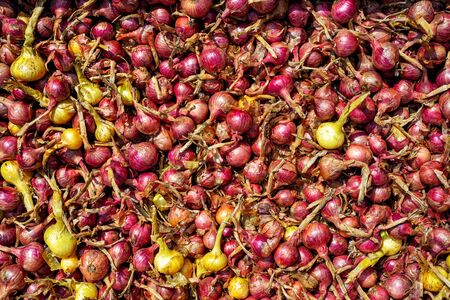 Harvested ripe red onion backgroundの写真素材