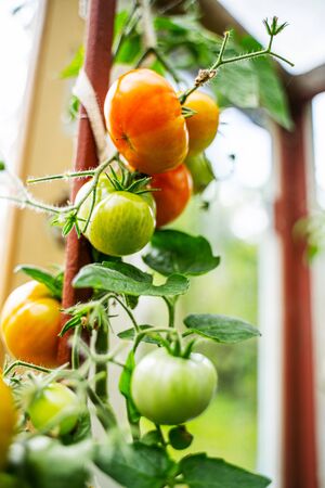 Tomatoes growing in a greenhouse. Vegetable growing conceptの写真素材