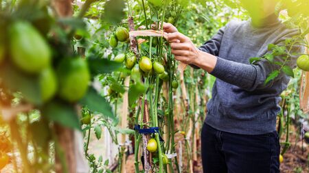 Woman caring for growing tomato fruits in a greenhouse